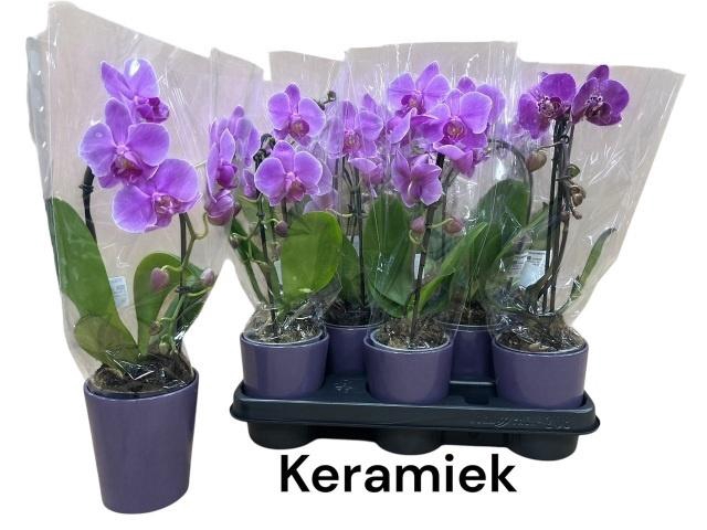 <h4>ARR PHAL 1 TAK</h4>