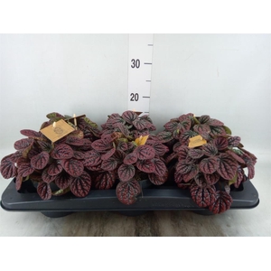 Peperomia