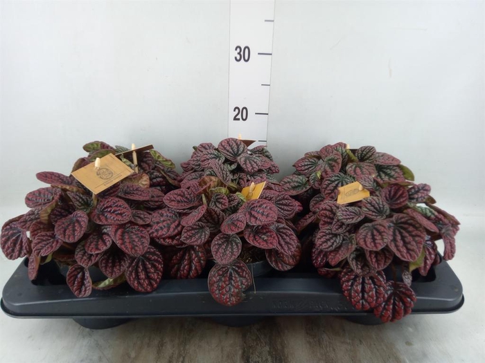 <h4>Peperomia</h4>
