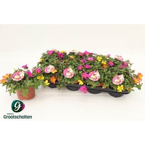 .Portulaca gemengd in pot