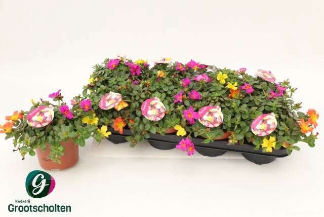 <h4>.Portulaca gemengd in pot</h4>