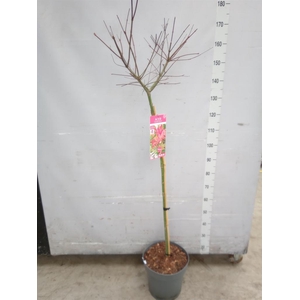 Acer palmatum 'Beni-Maiko'