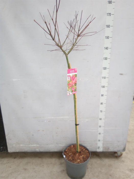 <h4>Acer palmatum 'Beni-Maiko'</h4>
