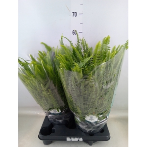 Nephrolepis exal. 'Green Lady'