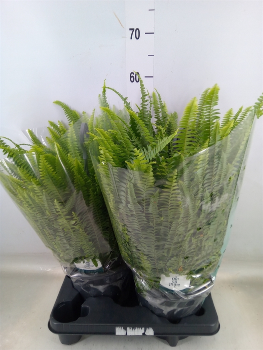 <h4>Nephrolepis exal. 'Green Lady'</h4>