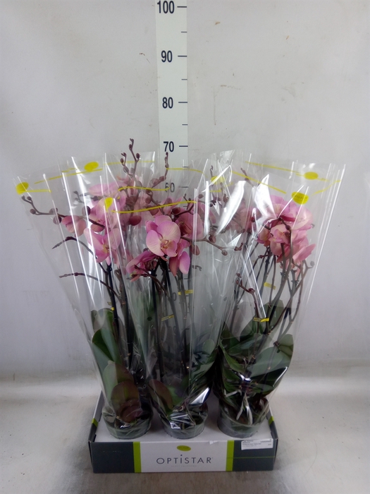 <h4>Phalaenopsis   ...rose</h4>