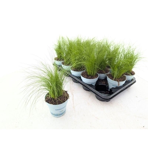 Stipa tenuissima 'Ponytails'