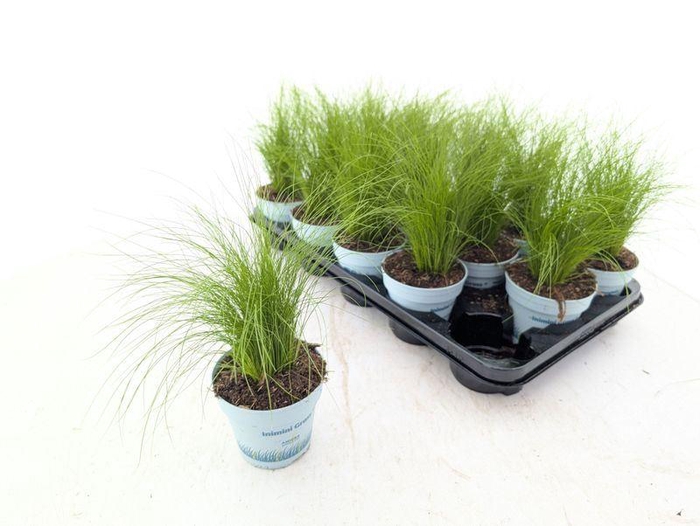 <h4>Stipa tenuissima 'Ponytails'</h4>