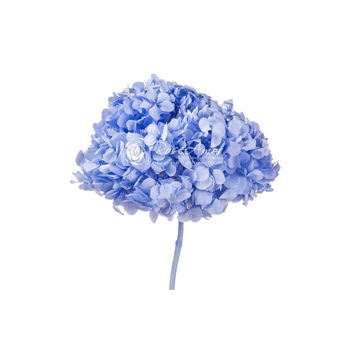 <h4>Hydrangea Xl Vio89</h4>