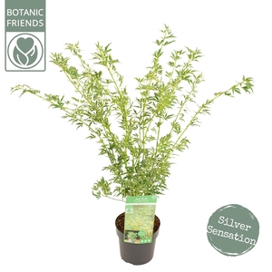 Acer palm. 'Butterfly'