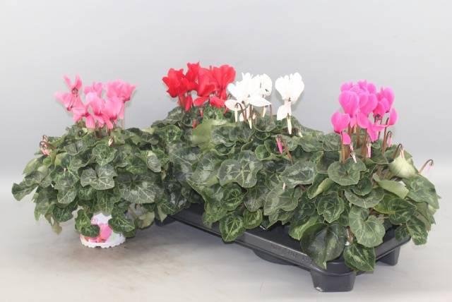 <h4>CYCL GR SUP XL</h4>