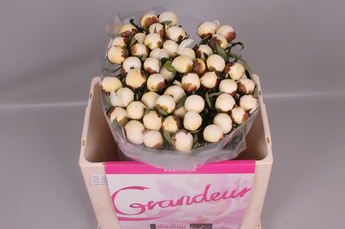 <h4>Paeonia Duchesse De Nemours</h4>
