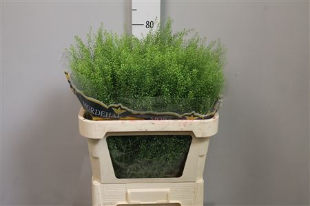 <h4>Lepidium ruder. 'Green Bell'</h4>