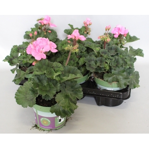 Pelargonium zonale Anne (Pink Rose)