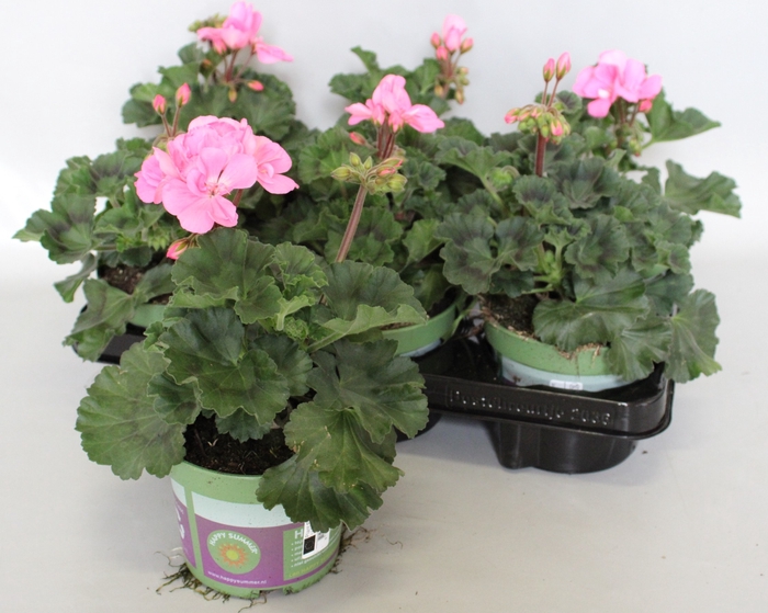 <h4>Pelargonium zonale Anne (Pink Rose)</h4>