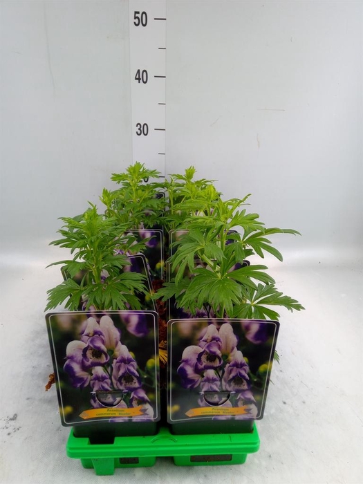<h4>Aconitum cammarum 'Bicolor'</h4>