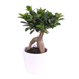 Ficus m. Ginseng ø15cm in ø18cm Karla White pot