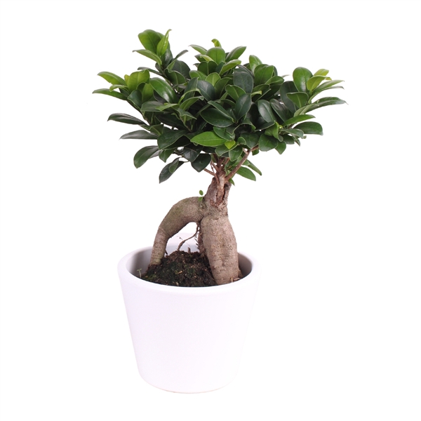 <h4>Ficus m. Ginseng ø15cm in ø18cm Karla White pot</h4>