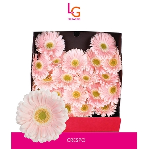 Germini Crespo Diamond