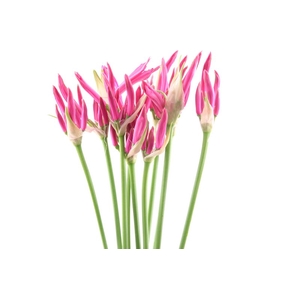 Nerine Favoriet