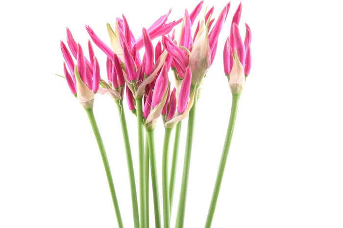 Nerine Favoriet