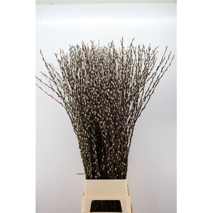 Salix Wilgenkatjes 150cm P Stem