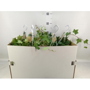 Hedera helix 'Pittsburgh'