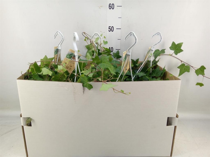 <h4>Hedera helix 'Pittsburgh'</h4>