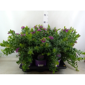 Polygala myrtifolia