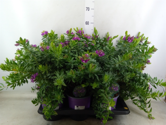 <h4>Polygala myrtifolia</h4>