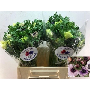 ANEM CO GALIL PASTEL