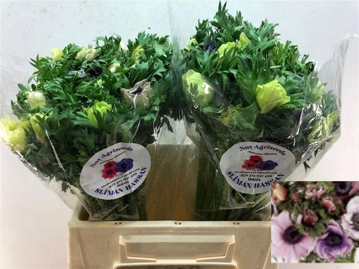 <h4>ANEM CO GALIL PASTEL</h4>