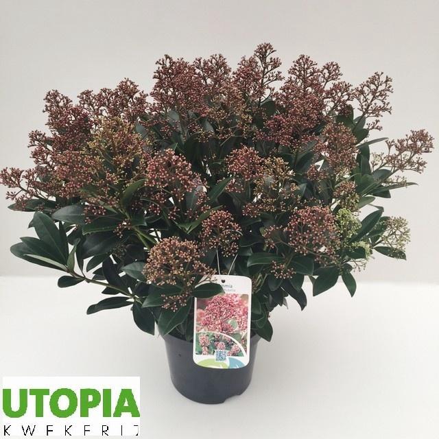 <h4>SKIM J RUBELLA</h4>