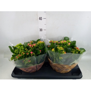 Kalanchoe   ...