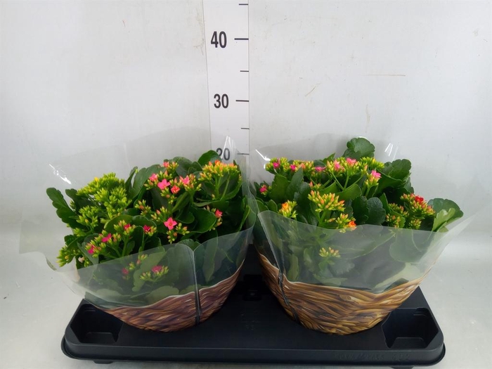 <h4>Kalanchoe   ...</h4>