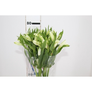 ALSTROEMERIA AVALANGE 080 CM