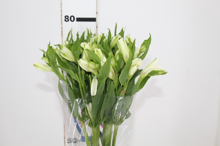 <h4>ALSTROEMERIA AVALANGE 080 CM</h4>