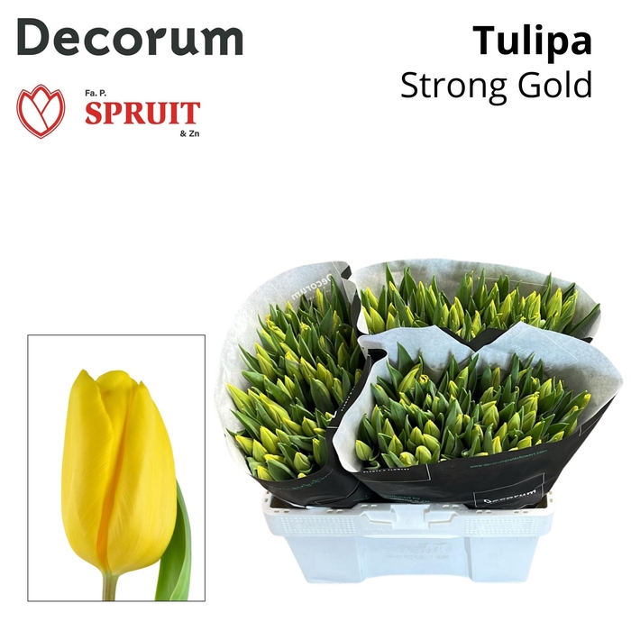 <h4>TU EN STRONG GOLD 533</h4>