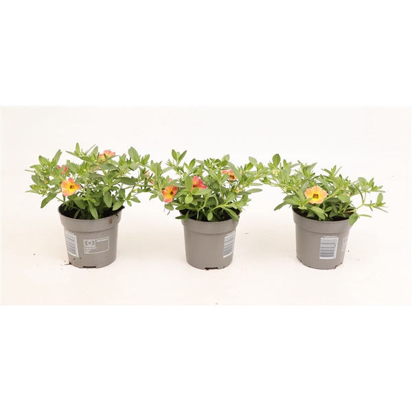 <h4>Calibrachoa Cabaret Apricot</h4>