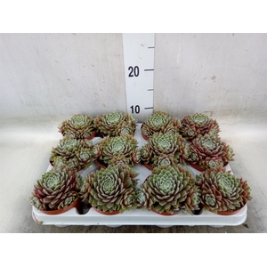 Sempervivum   ...