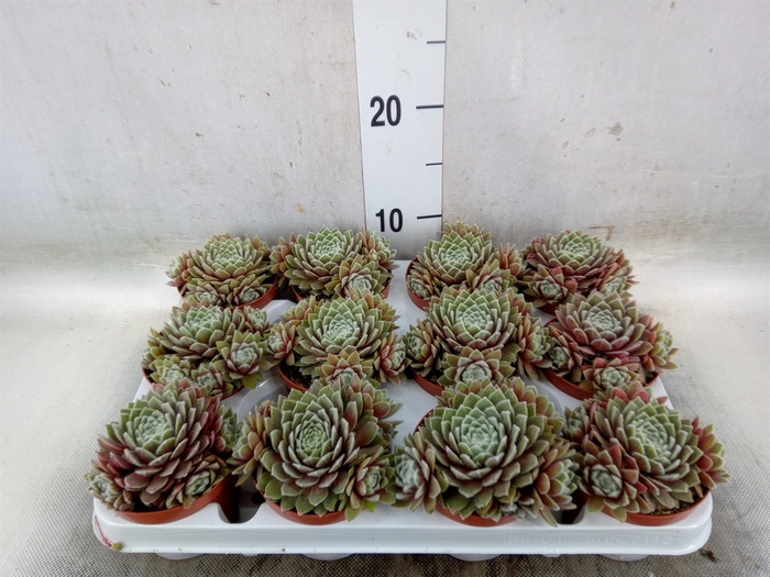 <h4>Sempervivum   ...</h4>