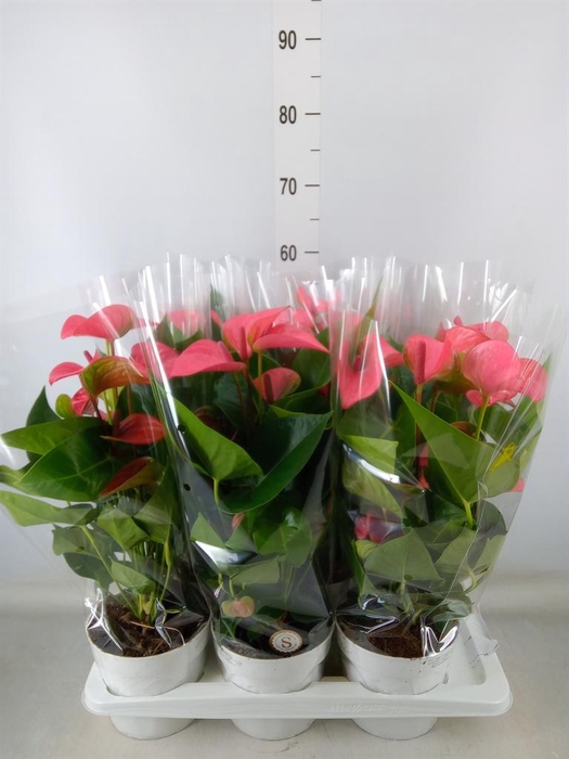<h4>Anthurium andr. 'Pink Champion'</h4>