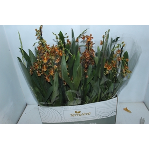 ORQUIDEA CATATANTE SUN SPOTS P15