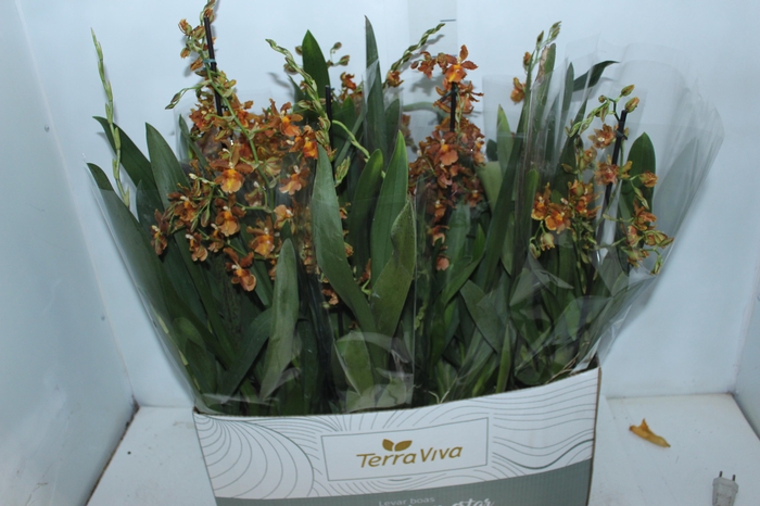 <h4>ORQUIDEA CATATANTE SUN SPOTS P15</h4>