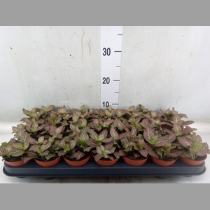 Fittonia verschaf. 'Red Angel'