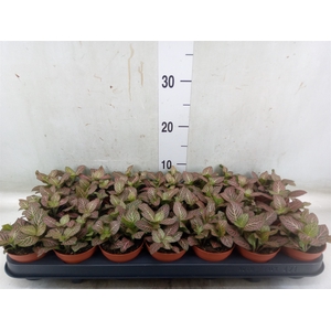 Fittonia verschaf. 'Red Angel'