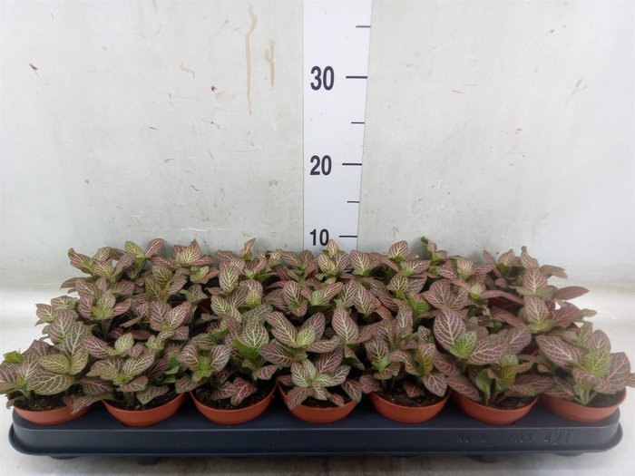 <h4>Fittonia verschaf. 'Red Angel'</h4>