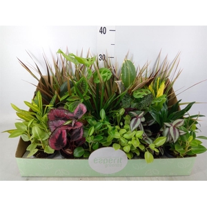 Planten  ..mix