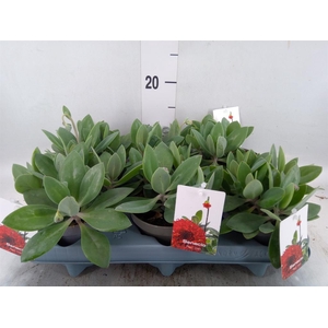 Senecio   ...
