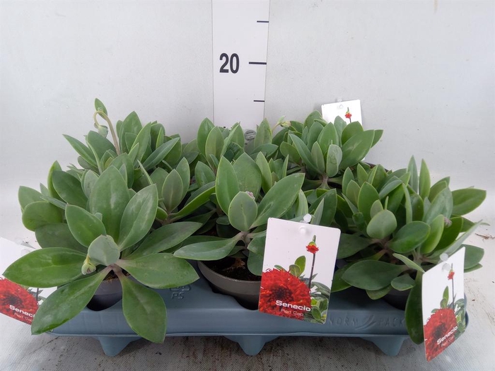 <h4>Senecio   ...</h4>